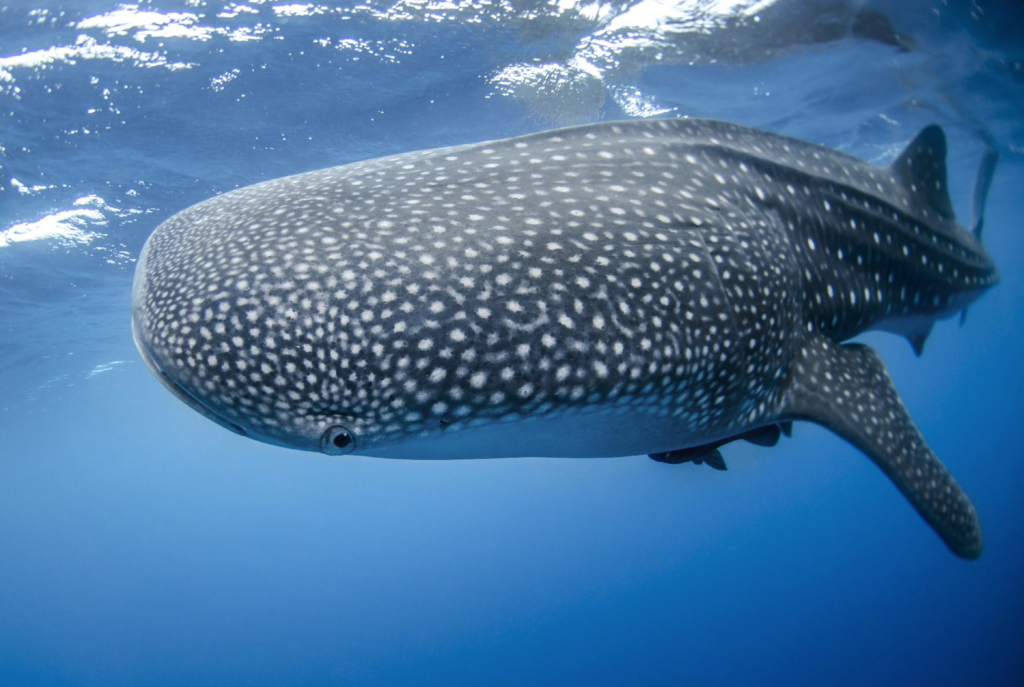 Cancun: Swimming with Whale Sharks