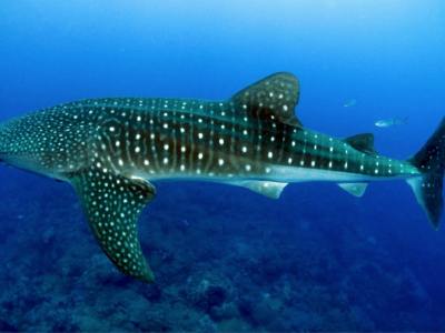 Cancun: Swimming with Whale Sharks 2
