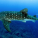 Cancun: Swimming with Whale Sharks 2
