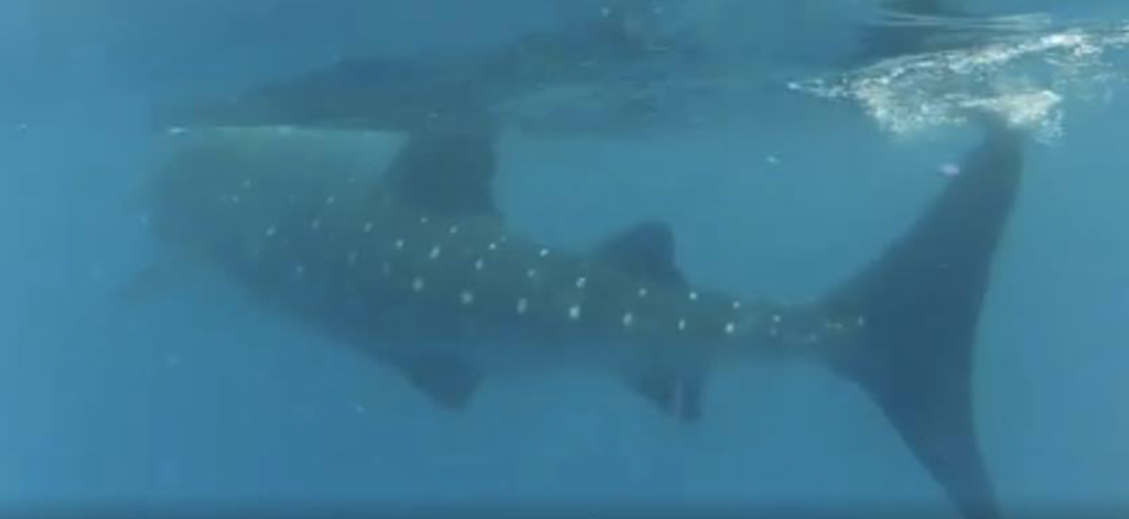 Swimming with Whale Sharks 10