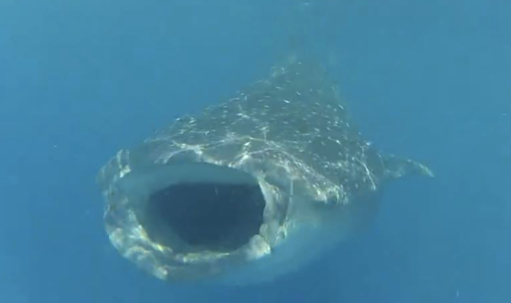 Swimming with Whale Sharks 8