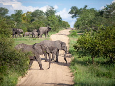 Amazing Safari in S. Africa