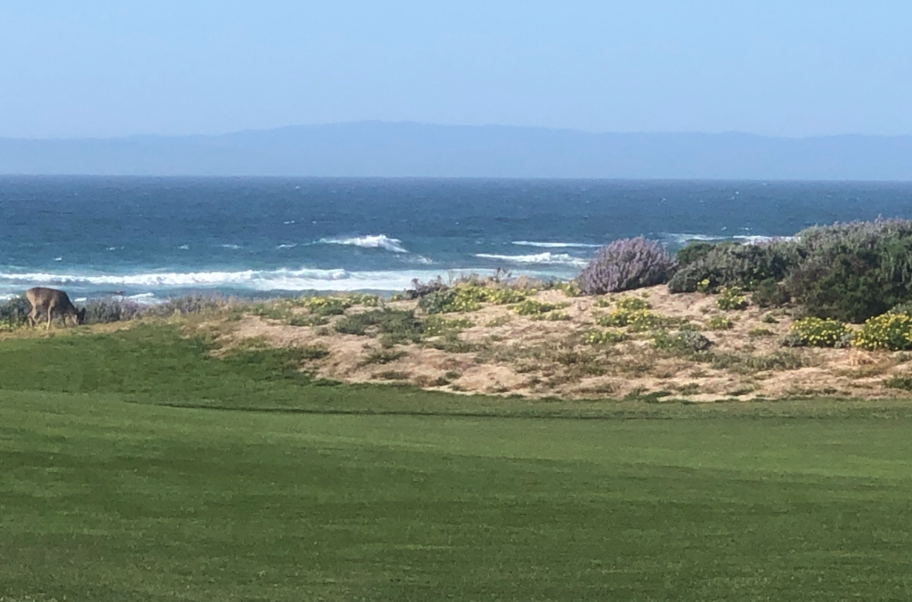 How to play at the Legendary Pebble Beach Golf Links? 16